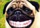 perro